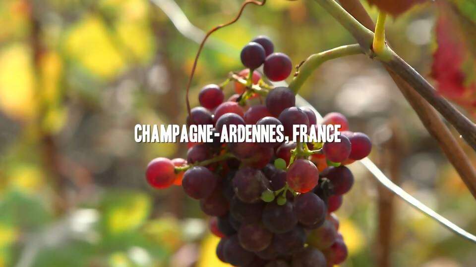 Behind the Scenes: Cave Tour and Tasting of Taittinger Champagne